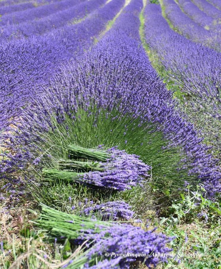 Entre Ventoux Et Luberon Chambre D'Hote Sault-de-Vaucluse Dış mekan fotoğraf