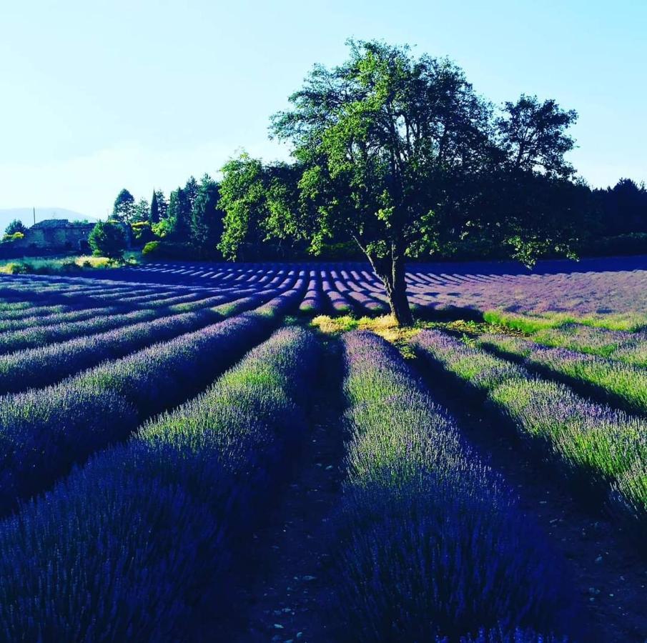 Entre Ventoux Et Luberon Chambre D'Hote Sault-de-Vaucluse Dış mekan fotoğraf