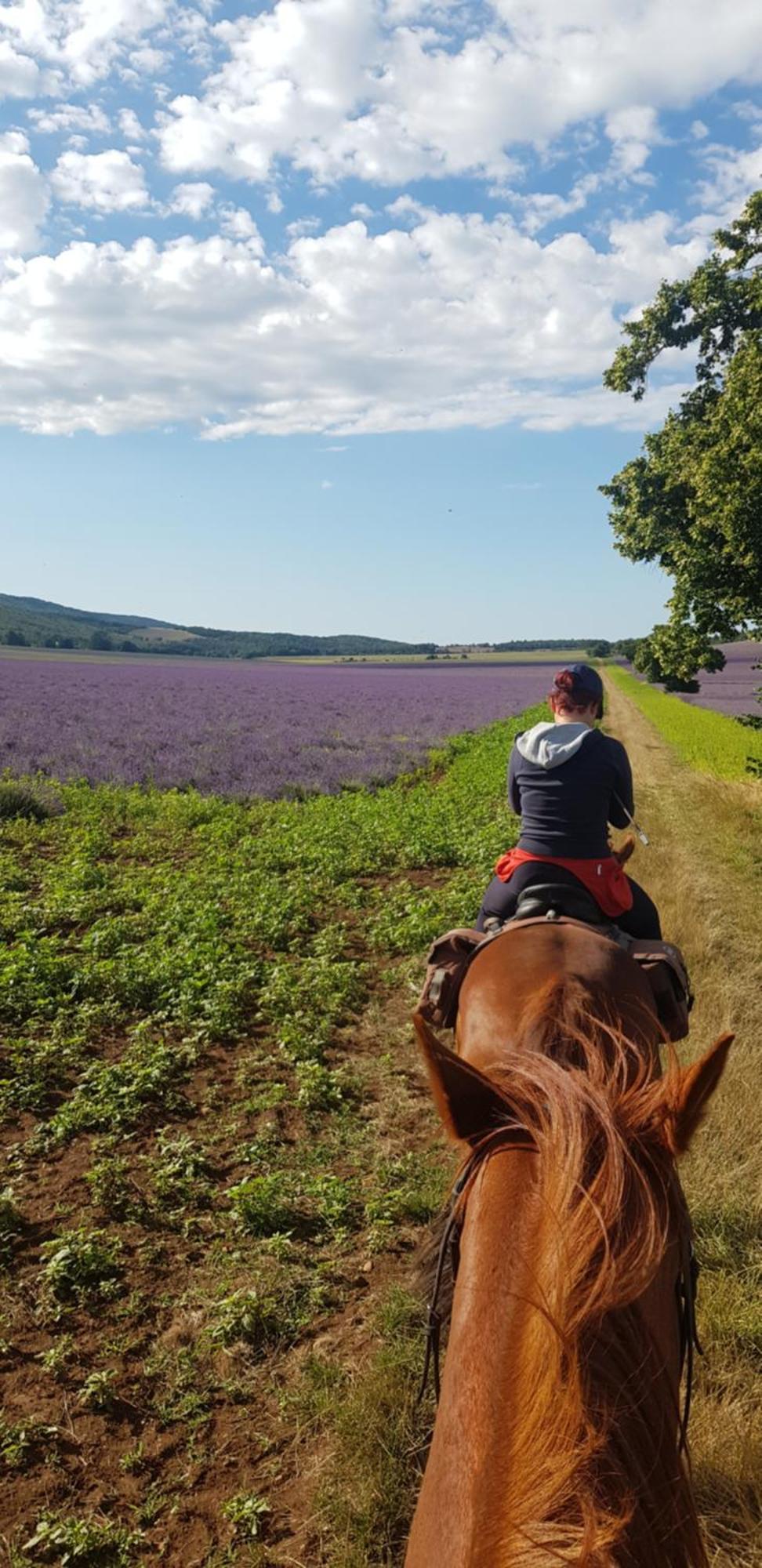 Entre Ventoux Et Luberon Chambre D'Hote Sault-de-Vaucluse Dış mekan fotoğraf